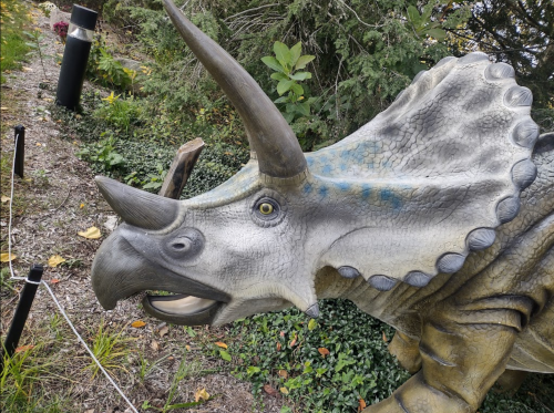A close-up of a triceratops statue with detailed features, set against a backdrop of greenery and gravel.