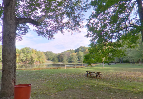 A serene park scene featuring a pond, trees, and a picnic table under a clear sky.