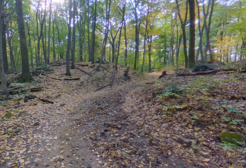 A winding dirt path through a forest with trees and fallen leaves, illuminated by soft sunlight.