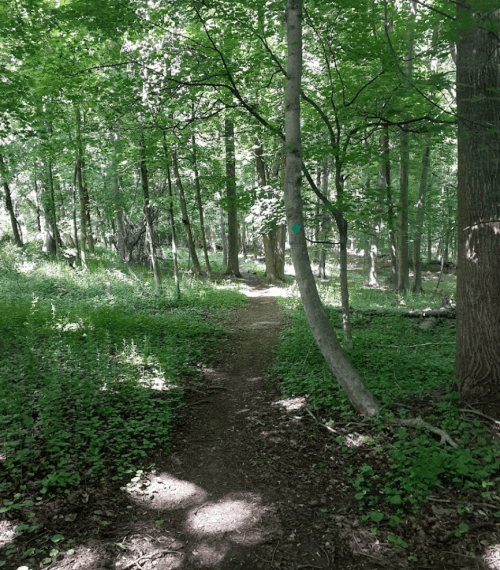 A winding dirt path through a lush green forest, surrounded by tall trees and dappled sunlight.