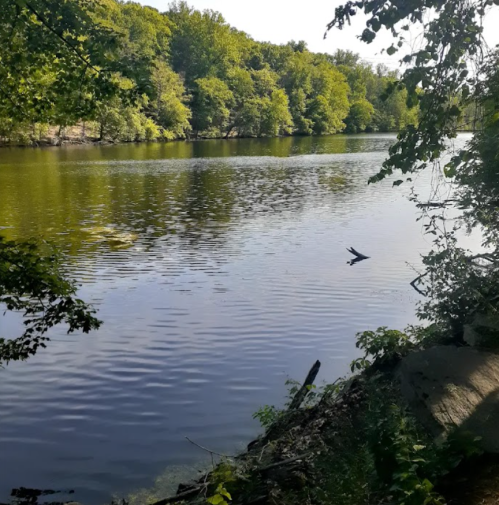 A serene river scene surrounded by lush green trees, with calm water reflecting the landscape.