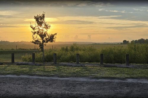 A lone tree stands beside a gravel path, silhouetted against a vibrant sunrise over a grassy landscape.