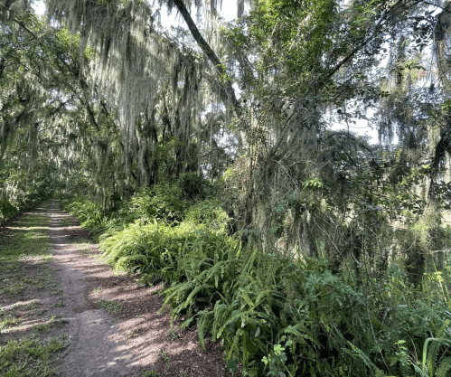 A lush, green forest path surrounded by trees draped in Spanish moss and ferns, creating a serene atmosphere.