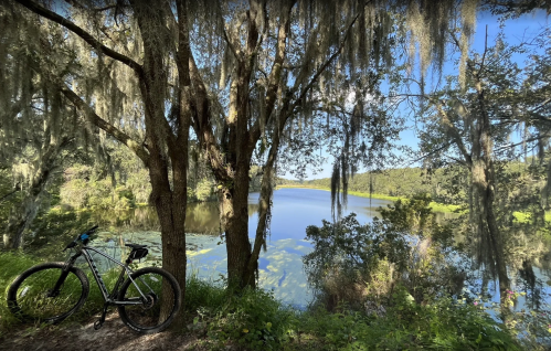 A bike rests near a serene lake surrounded by trees draped in Spanish moss under a clear blue sky.