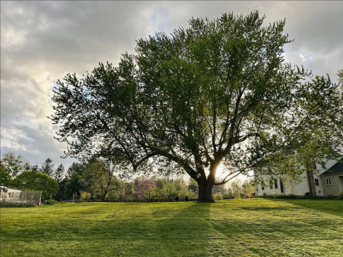 A large tree stands in a grassy field, with sunlight filtering through its leaves and a house in the background.