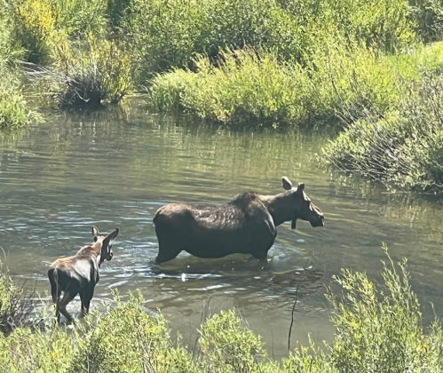 A moose and her calf wade through a shallow, grassy pond surrounded by lush greenery.