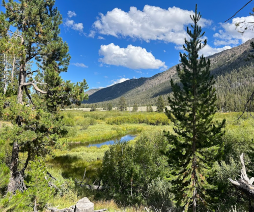 A serene landscape featuring a lush green meadow, a small pond, and mountains under a blue sky with fluffy clouds.