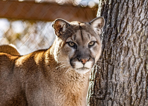 A close-up of a mountain lion resting beside a tree, showcasing its focused gaze and sleek fur.