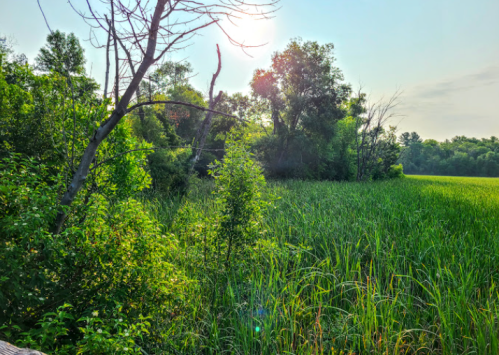 Lush green field with tall grass and trees under a bright sun, creating a serene natural landscape.