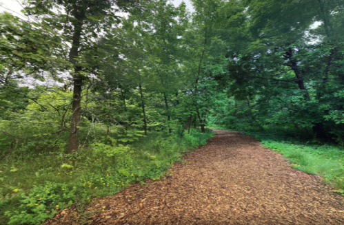 A winding dirt path through a lush green forest, surrounded by trees and foliage.
