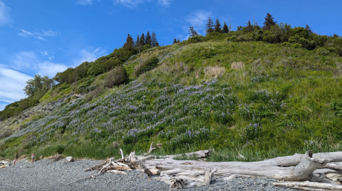A beach scene with driftwood, lush green hills, and purple wildflowers under a blue sky with scattered clouds.