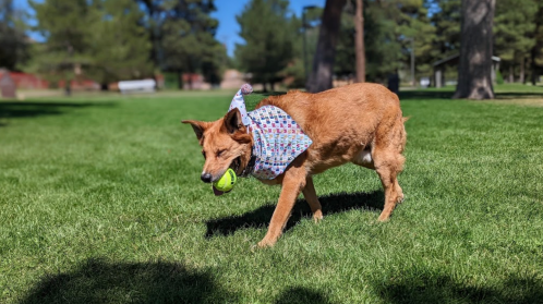 A dog wearing a patterned bandana walks on grass, holding a tennis ball in its mouth.