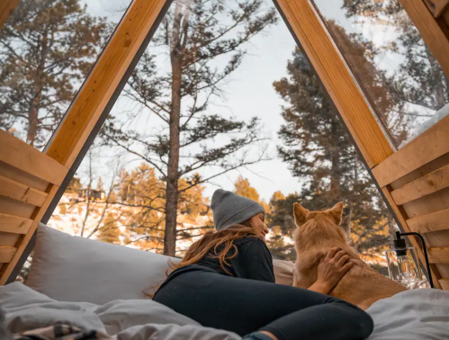 A person and a dog relax in a cozy cabin, looking out at trees and mountains through a large window.