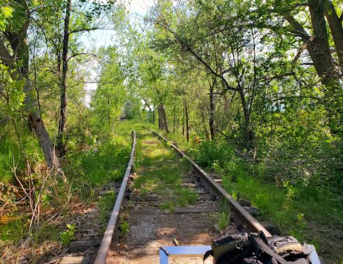 Overgrown railway tracks surrounded by lush greenery and trees on a sunny day.