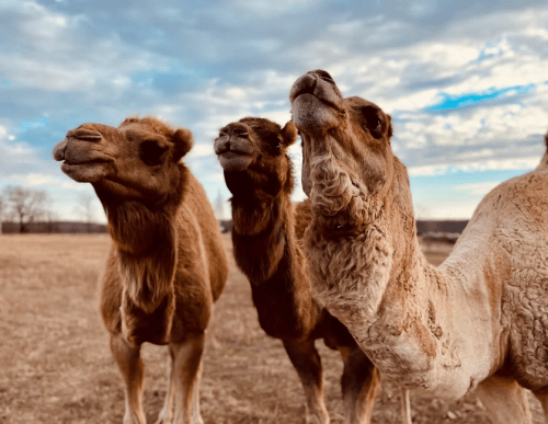 Three camels stand in a grassy field, looking up against a backdrop of a cloudy sky.