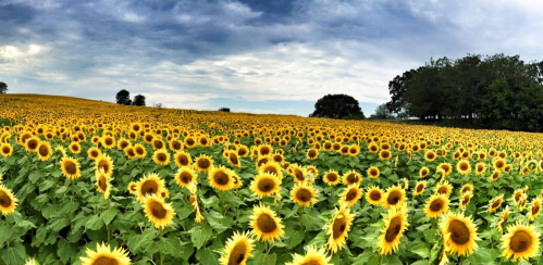 A vibrant field of sunflowers under a cloudy sky, stretching towards the horizon with trees in the background.