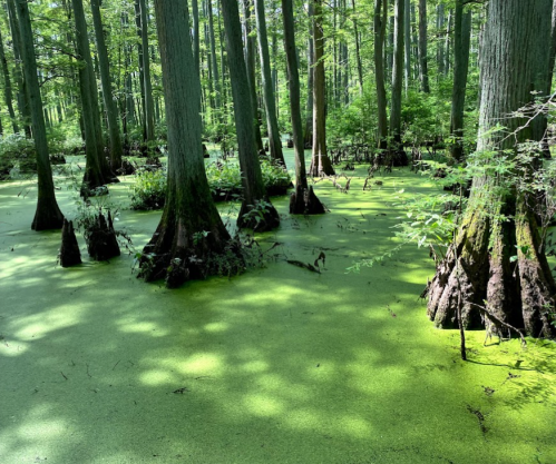 Lush green swamp with cypress trees and a surface covered in green algae, creating a serene, natural landscape.