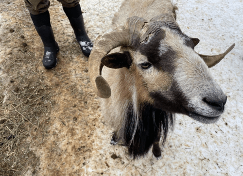 A close-up of a ram with curved horns, standing on snowy ground near a person in rubber boots.