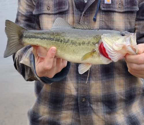 A person holding a large bass fish by the mouth, wearing a plaid shirt, with water in the background.