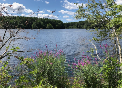 A serene lake surrounded by trees and vibrant pink flowers under a blue sky with fluffy clouds.