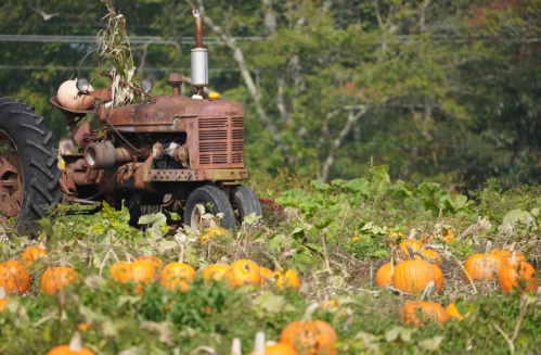 An old tractor in a pumpkin field, surrounded by vibrant orange pumpkins and green vines.