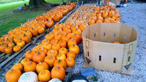 A row of bright orange pumpkins on wooden pallets, with a cardboard box and a few white pumpkins nearby.