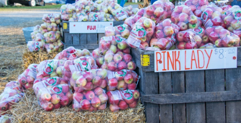 Baskets of apples labeled "Fuji" and "Pink Lady" for sale at a market, with straw on the ground.