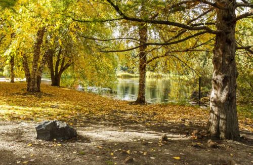 A serene park scene with golden autumn leaves, a calm pond, and a rocky area under trees.