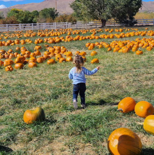 A child walks through a pumpkin patch filled with orange pumpkins under a clear blue sky.