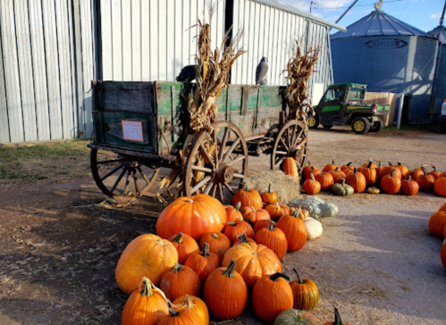 A rustic wagon filled with corn stalks, surrounded by various pumpkins on a farm.