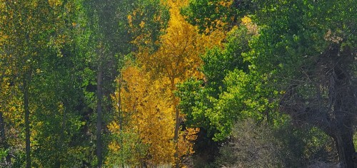 A vibrant forest scene featuring a mix of green trees and a striking yellow tree among them.