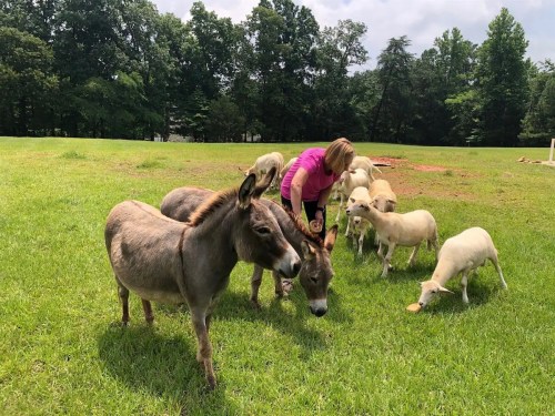 A woman interacts with donkeys and sheep in a grassy field surrounded by trees.
