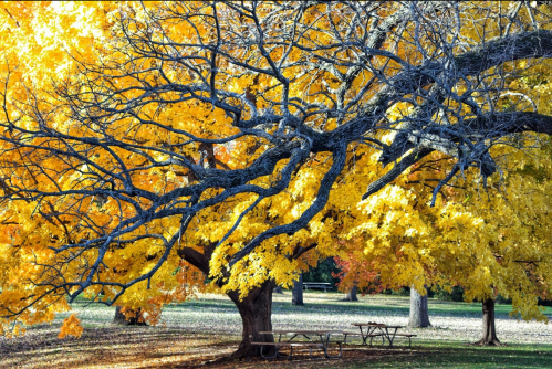 A large tree with vibrant yellow leaves stretches over a picnic area in a park, creating a picturesque autumn scene.