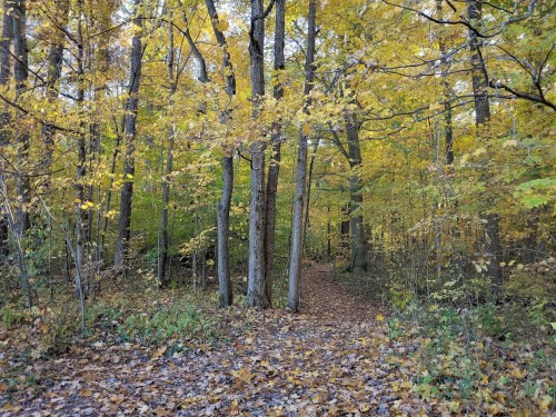 A serene forest path surrounded by trees with vibrant yellow leaves in autumn.