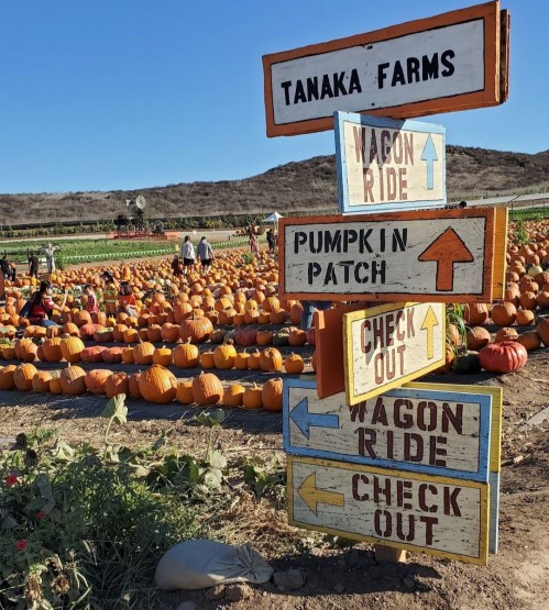 Signpost at Tanaka Farms directing visitors to the wagon ride, pumpkin patch, and checkout, with pumpkins in the background.