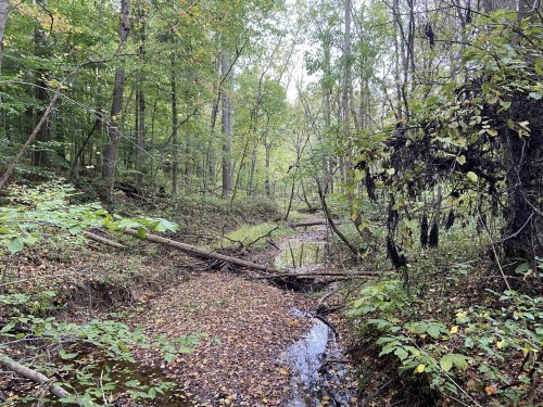 A serene forest scene with a shallow creek, fallen branches, and lush green foliage in autumn.