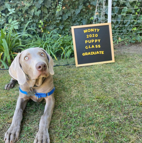 A gray dog lies on the grass next to a sign that reads "Monty 2020 Puppy Class Graduate."