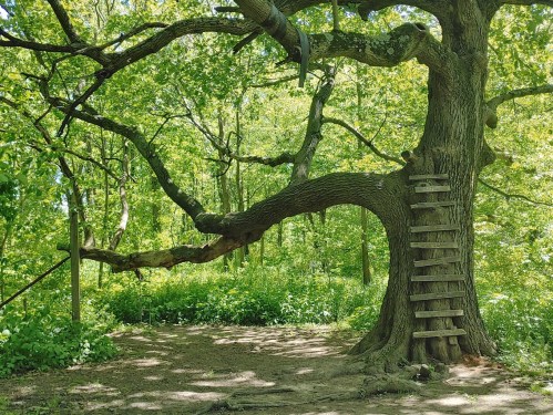 A large tree with a unique curved branch and a wooden ladder leading up, surrounded by lush green foliage.