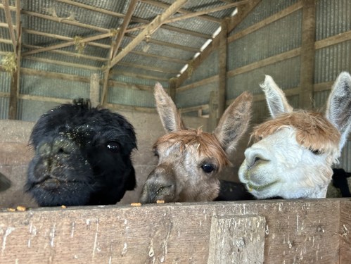 Three llamas with varying fur colors peering over a wooden fence inside a barn.