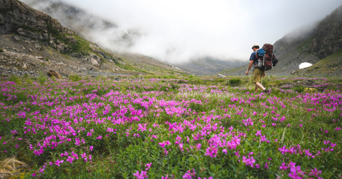 A hiker walks through a vibrant field of pink flowers in a mountainous landscape shrouded in mist.