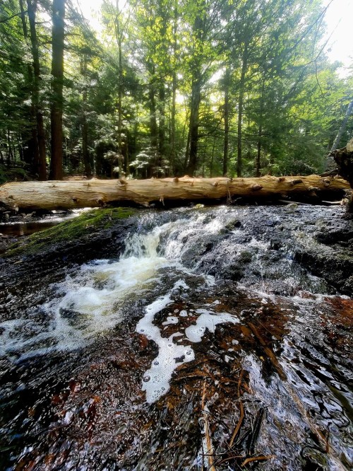 A serene forest scene featuring a small waterfall flowing over rocks, with a fallen log and lush greenery surrounding it.