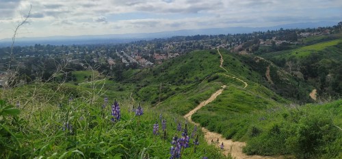 A scenic view of rolling green hills with a winding path, dotted with purple flowers, overlooking a suburban area.