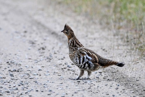 A bird with a patterned brown and white plumage walks along a gravel path in a natural setting.
