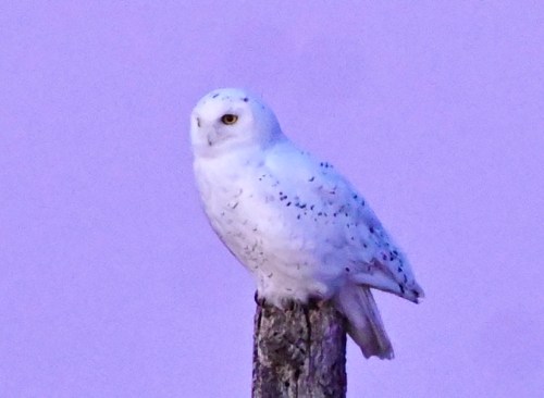 A snowy owl perched on a wooden post against a soft purple background.