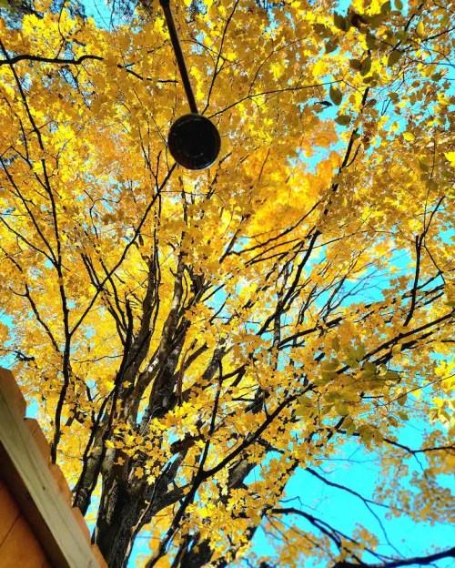A vibrant yellow tree against a clear blue sky, with a circular object hanging above.
