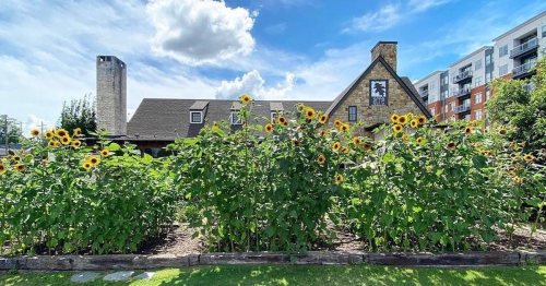 A field of sunflowers in front of a stone building, with modern apartments visible in the background under a blue sky.