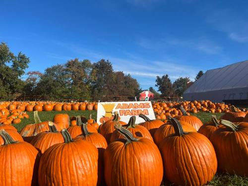 A pumpkin patch at Adams Farm with numerous pumpkins and a red barn in the background under a clear blue sky.