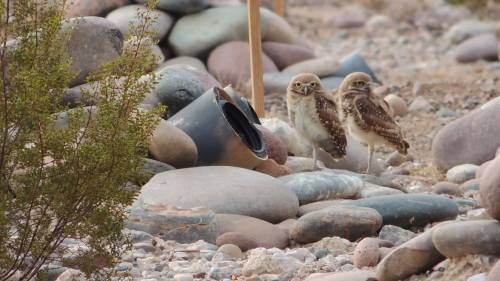 Two burrowing owls stand among colorful stones and a small plant in a rocky landscape.