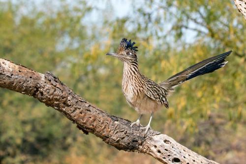 A roadrunner perched on a branch, showcasing its distinctive crest and striped feathers against a blurred green background.