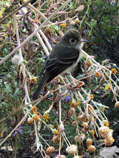 A small bird perched among dried flowers and green foliage, showcasing its subtle colors and delicate features.